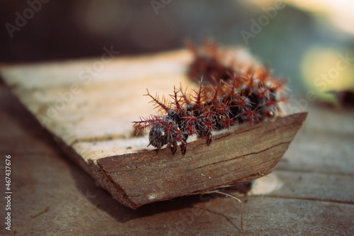 Ormiscodes cinnamomea Oruga photo