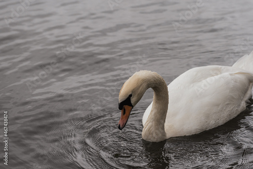 White or Mute Swan is feeding from the water in a lake