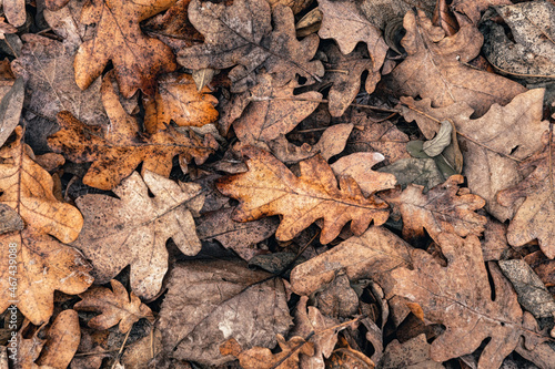 Texture of autumn oak leaves