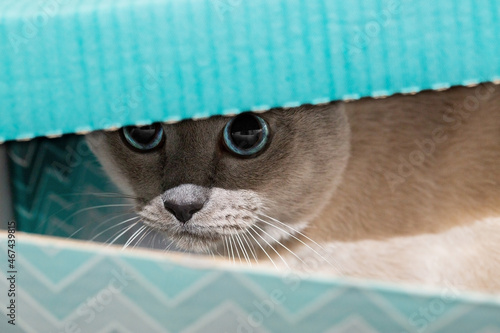 The cat looks out of the blue box, cat eyes, look from under the lid