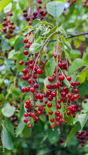 Berries of red cherry on branches with leaves in the background light in summer