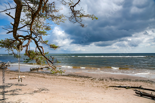 Wild coast on cape Kolka with trees that have fallen after a storm on the shore of the Baltic Sea. Cape Kolka - the meeting place of the Baltic sea and the Gulf of Riga, Latvia.