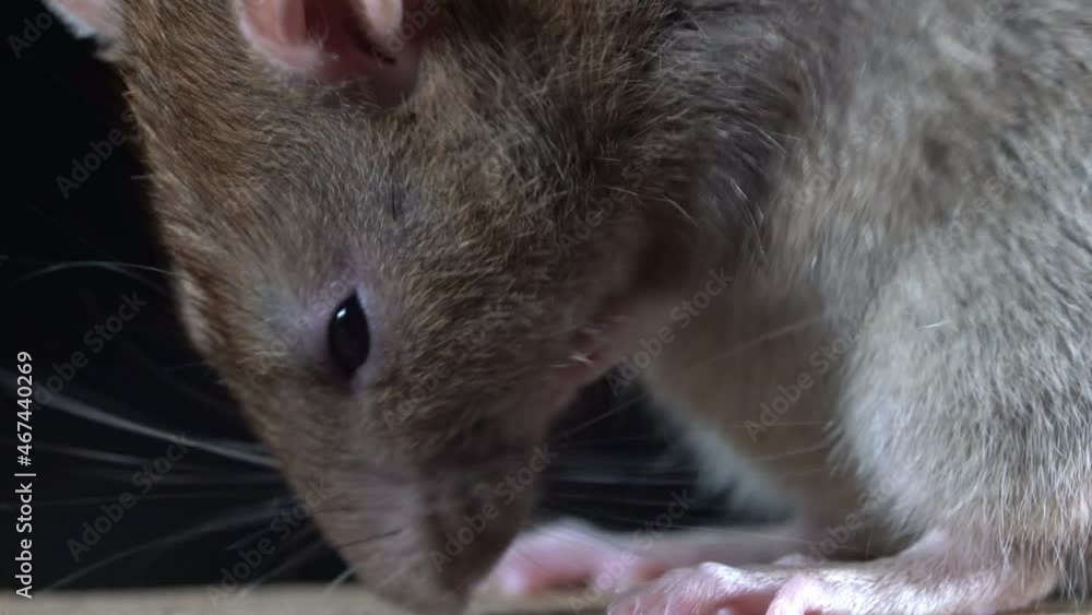 wanderratte auf einem Holzbalken, mehrere szenen mit dynamischer kamera, rattus norvegicus