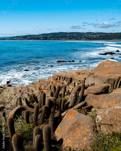 Vertical view of Punta de Lobos beach with its cactus vegetation on a sunny day.