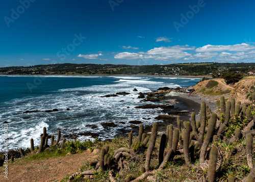 Panoramic view of Punta de Lobos beach with its cactus vegetation on a sunny day.