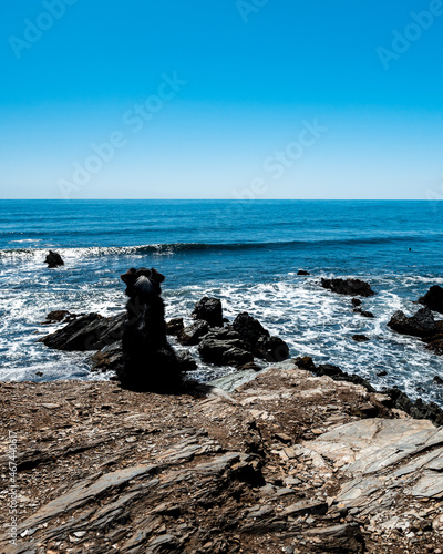 Black dog sitting looking at the beach on a sunny day.