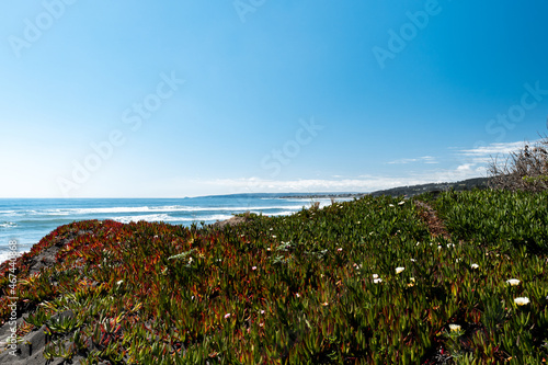 Panoramic view of the vegetation on the beach of pichilemu on a sunny day.