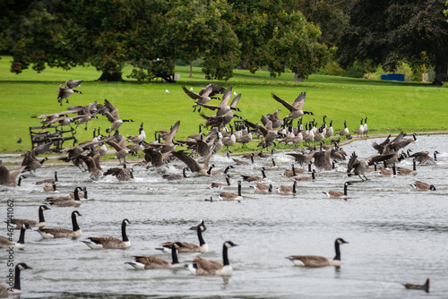 Geese flying and landing together with a lot of water splashing into a lake