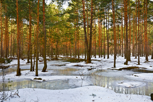 Winter pine forest in the snow 