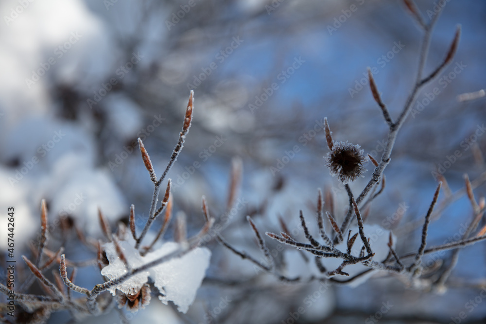 Close-up of an iced beechnut shell on a snow-covered red beech branch in the Bavarian Forrest, Bavaria, South Germany, Europe Close-up of an iced beechnut shell on a snow-covered red beech branch in the Bavarian Forrest, Bavaria, South Germany, Europe