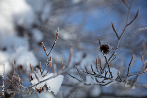 фотографія Close-up of an iced beechnut shell on a snow-covered red beech branch in the Bav