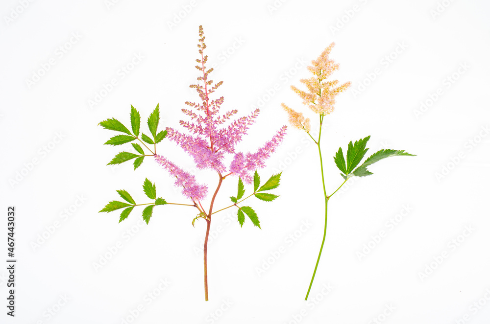 Delicate fluffy pink astilbe flowers with green leaves. Studio Photo Delicate fluffy pink astilbe flowers with green leaves. Studio Photo