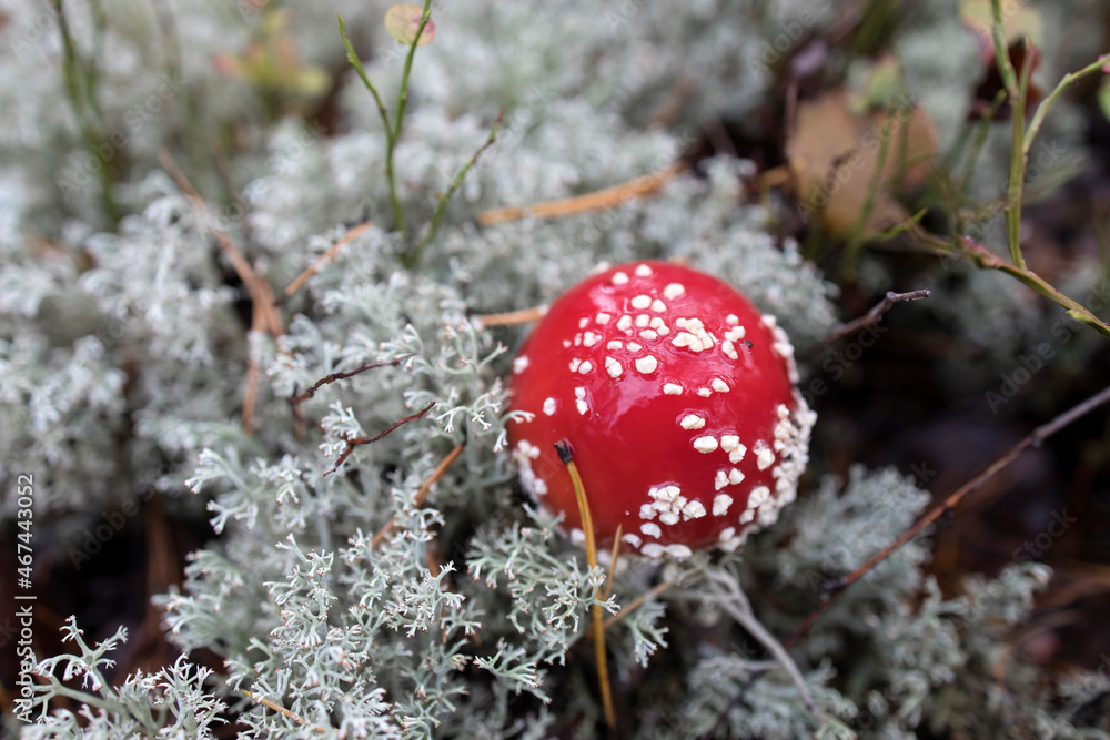 Red young amanita among lichen in the autumn forest in Karelia Red young amanita among lichen in the autumn forest in Karelia