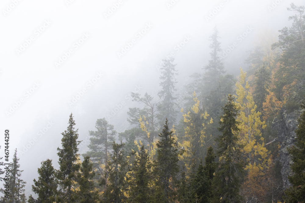 Obraz premium Gorgeous hillside covered with Spruce and colorful softwood trees during a beautiful fog morning near Kuusamo, Northern Finland. 