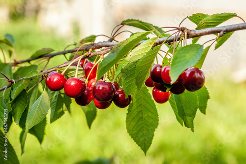 Ripe red juicy cherry berries on a branch with green leaves on a green background