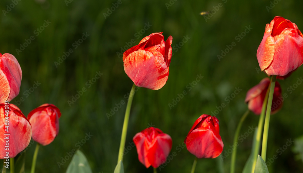 A flower bed with red tulips. Flowering of cultivated plants.