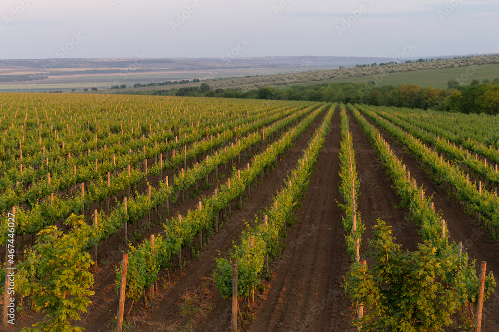 Vineyard in early spring. Wine-making. Wine production in Moldova.