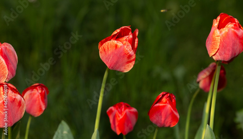 A flower bed with red tulips. Flowering of cultivated plants.