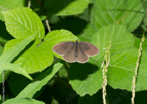 Ringlet (Aphantopus hyperantus) is a butterfly in the family Nymphalidae. An insect sits on a leaf of a plant. photo