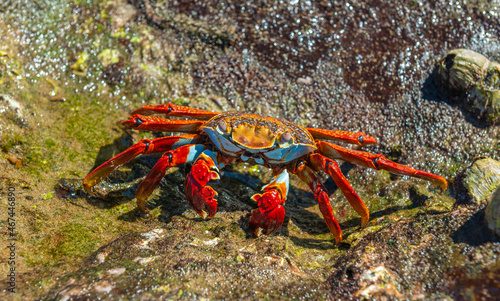 A Galapagos Sally Lightfoot Crab (Grapsus grapsus) close up, Galapagos national park, Ecuador. photo