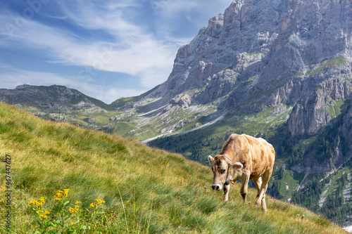 Mucca al pascolo nel prato di montagna