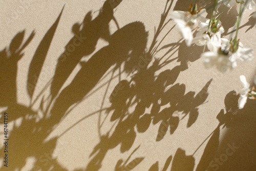 Shadow nature beige background. Abstract floral pattern on the wall. Creative summer design layout with space for text. A blooming cherry branch and its shadow. Monochrome bright template, copy space