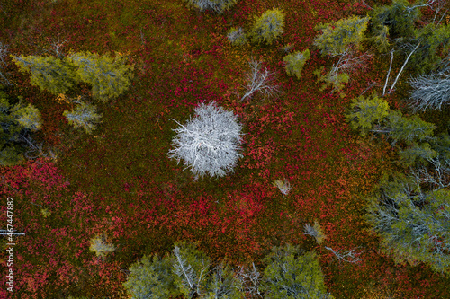 An aerial view of colorful autumn foliage in Riisitunturi National Park with beautiful taiga forest and silver colored dead Spruce tree in Northern Finland.	 photo