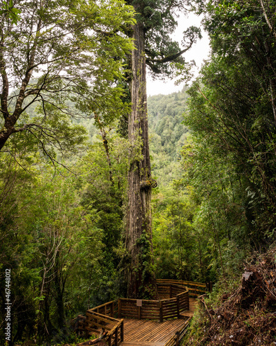 Vertical view of the thousand-year-old alerce tree in the alerce andino national park in southern Chile.