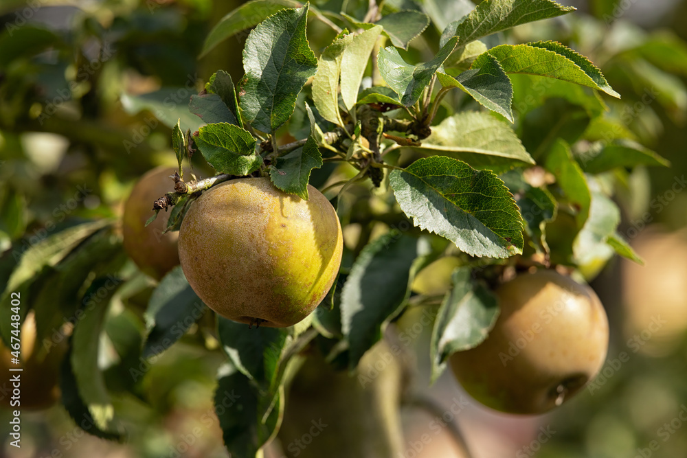 Russet apples growing on a tree in autumn