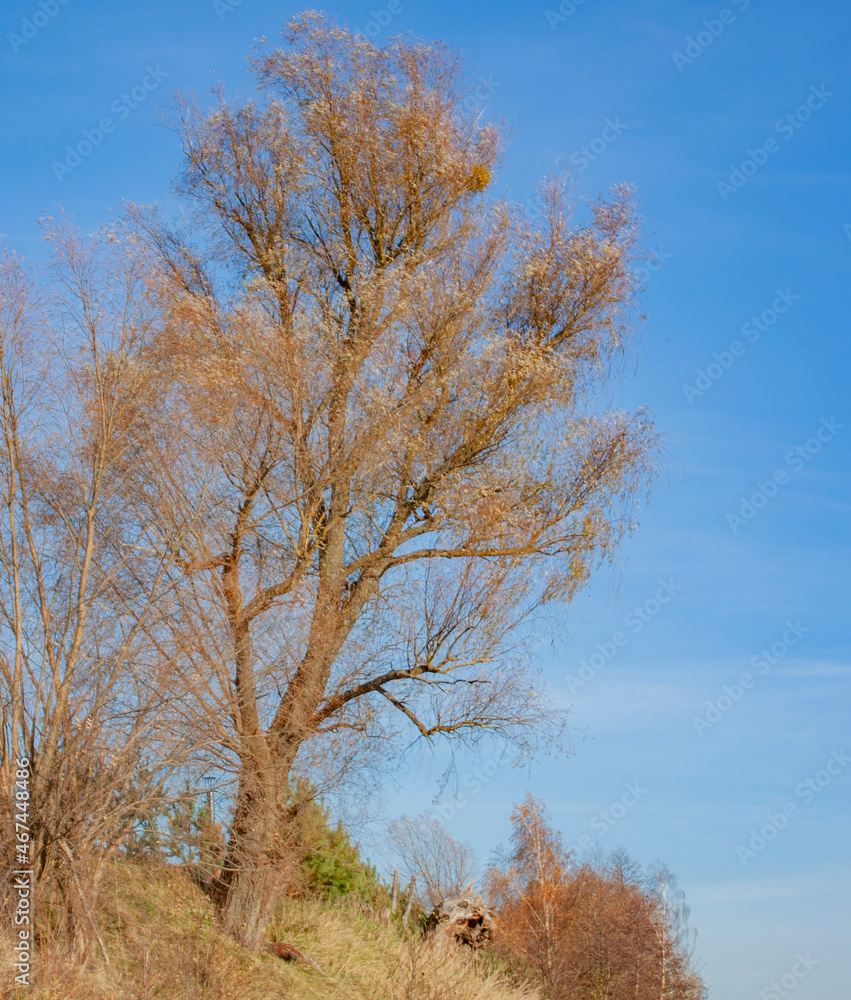 A tree with yellowed foliage on a hill. Autumn landscape with yellow grass and bushes on a bright sunny day. A tree with yellowed foliage on a hill. Autumn landscape with yellow grass and bushes on a bright sunny day.