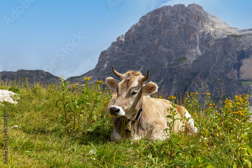 Una mucca in alta montagna riposa sul prato con le dolomiti sullo sfondo