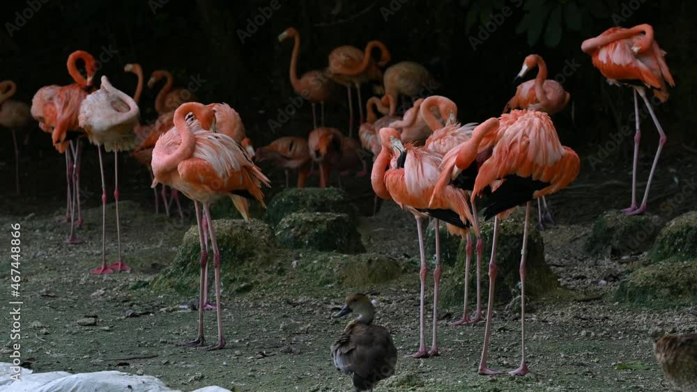 african tropical animals birds flamingo 4K video