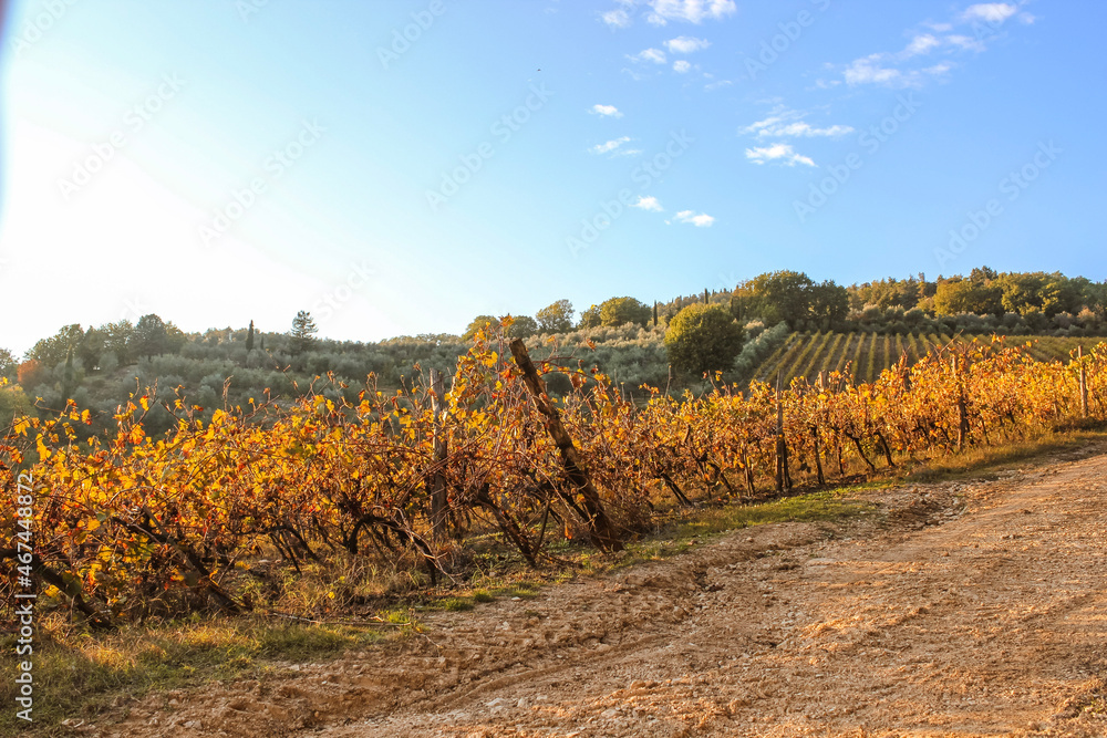 vineyard in autumn