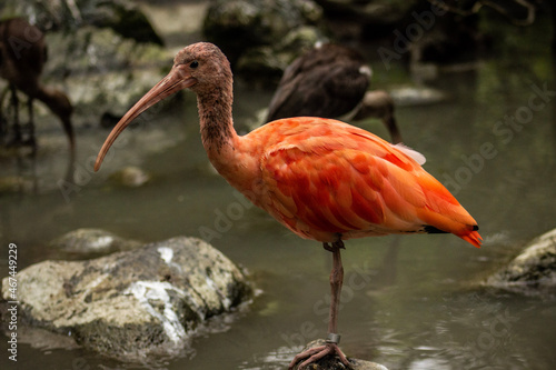 scarlet ibis bird