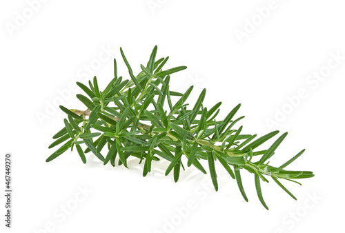 Rosemary isolated. Rosemary on white