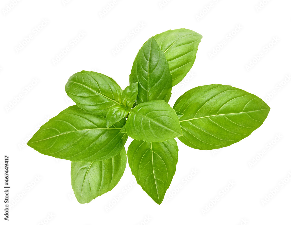 Top view of fresh basil leaf isolated on white background Top view of fresh basil leaf isolated on white background