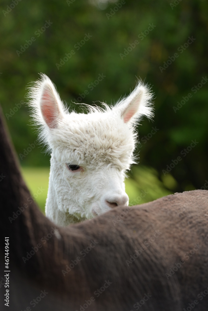 Fototapeta premium Junge und alte Apakas auf der Wiese