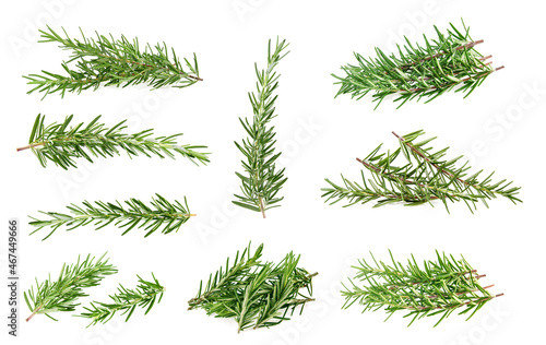 Rosemary isolated on white background. collection