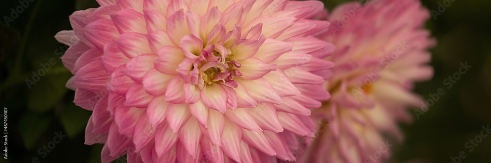 Panorama closeup of pink and white Dahlia flower against a dark background