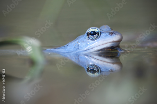 Blue Moor frog breeding male in water