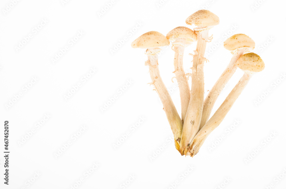 Fototapeta premium Bunch of forest edible autumn mushrooms honey agarics isolated on white background. Studio Photo