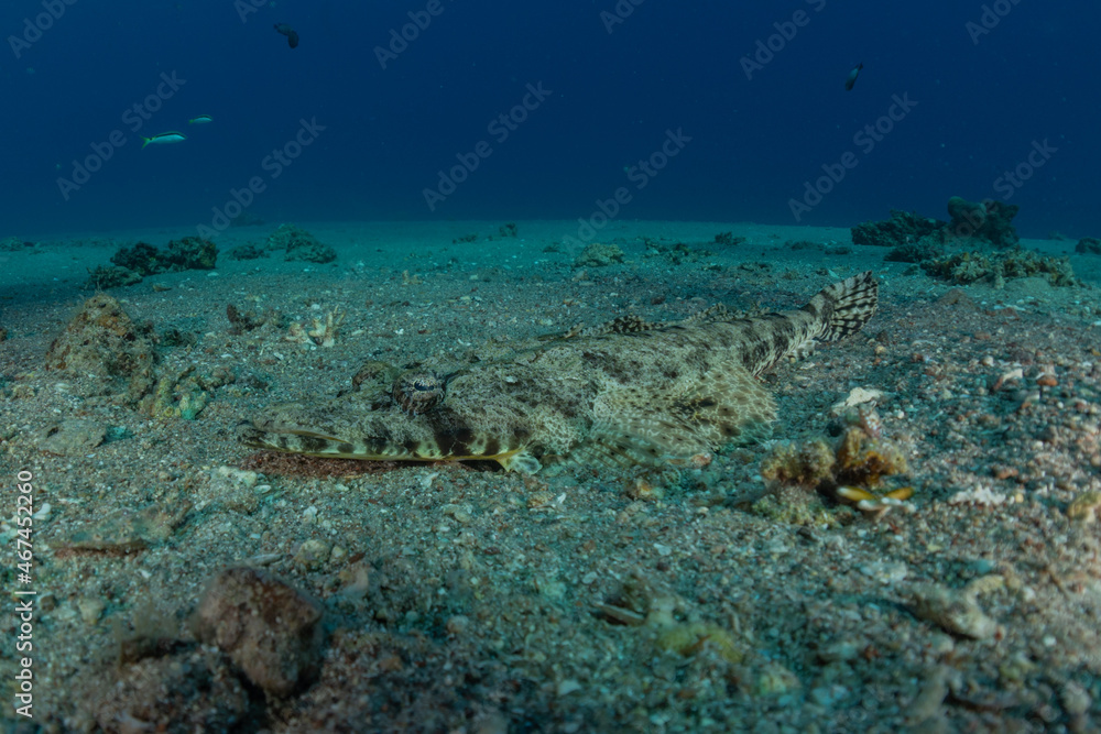 Fish swim in the Red Sea, colorful fish, Eilat Israel
Fish swim in the Red Sea, colorful fish, Eilat Israel