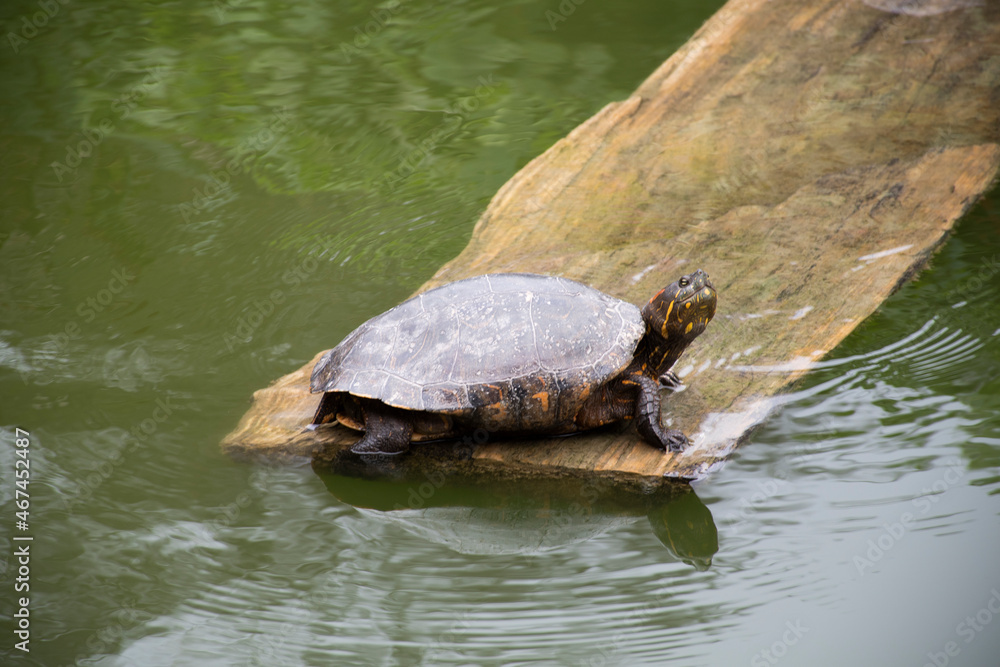 Fototapeta premium Tortuga en el agua