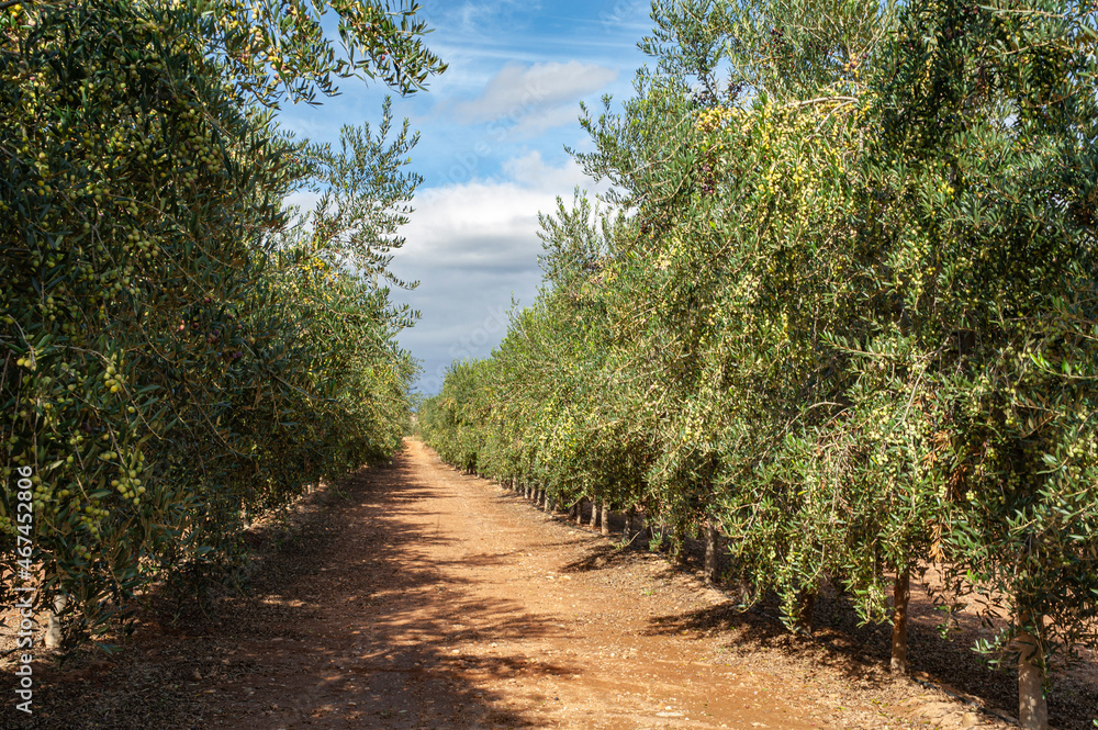Plantación de olivas. Olivas en fruto. Olivares en flor con aceitunas. Recogida para aceite de oliva. Plantación de olivas. Olivas en fruto. Olivares en flor con aceitunas. Recogida para aceite de oliva.