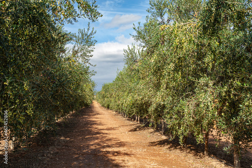 Plantación de olivas. Olivas en fruto. Olivares en flor con aceitunas. Recogida para aceite de oliva. photo