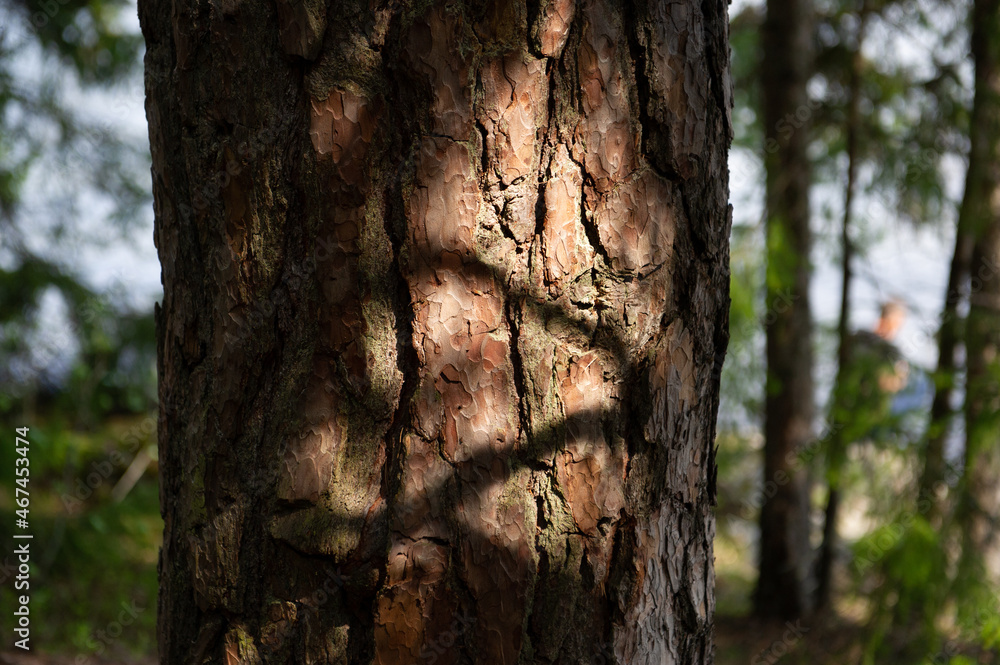 Fototapeta premium bark texture