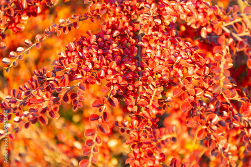autumn leaves on tree branch closeup on sunny weather, fall