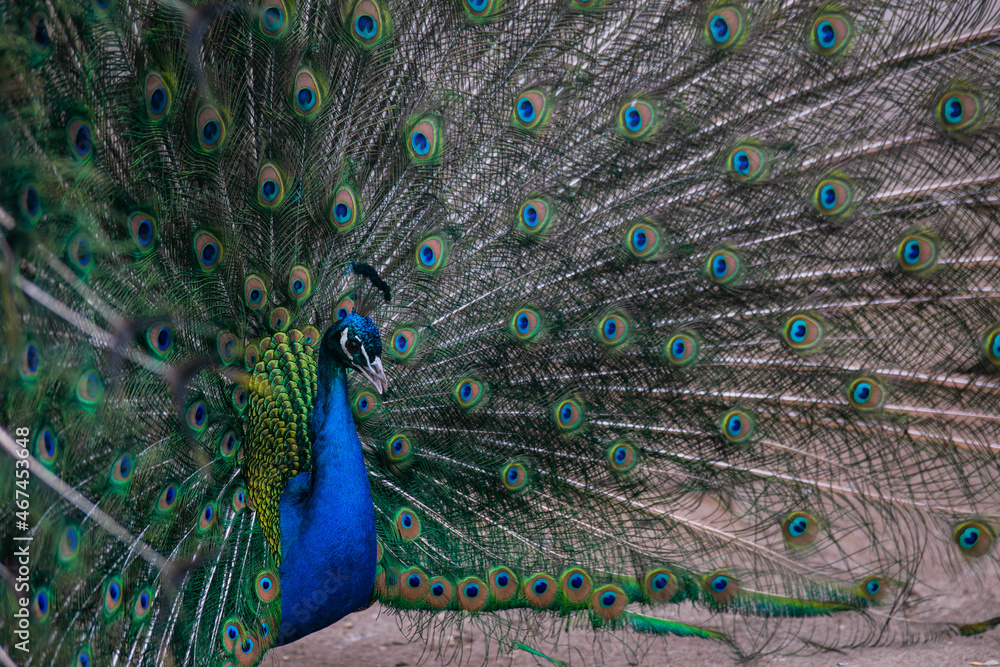 Obraz premium peacock with feathers