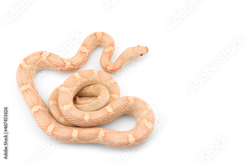 beautiful colorfull Rat Snake isolated on white background