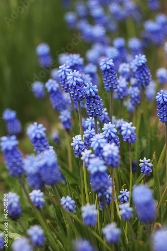 purple muscari flower blue flowerbed